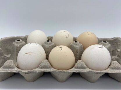 Silver Duckwing Old English Standard eggs