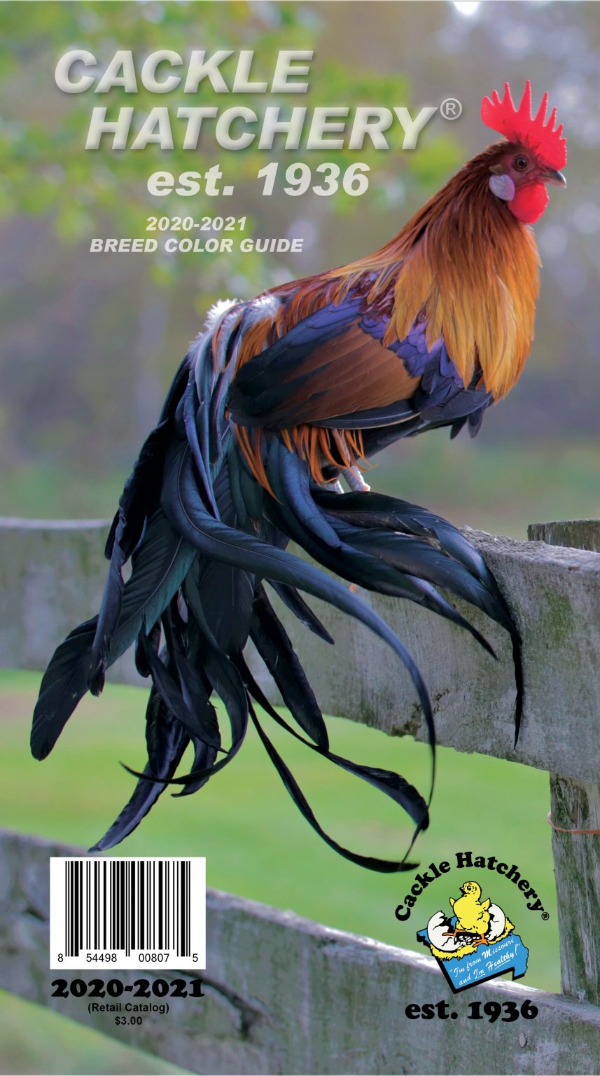 CACKLE HATCHERY COLOR CHICKEN CATALOG Cackle Hatchery