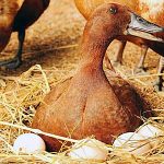 Ducks Laying Eggs