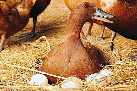 Ducks Laying Eggs