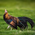 Caring for Longtail Roosters