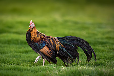 Caring for Longtail Roosters