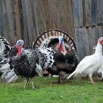 Choosing the Best Turkey Breed