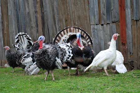 Choosing the Best Turkey Breed