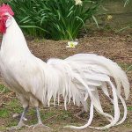 Longtail Chicken Breeds