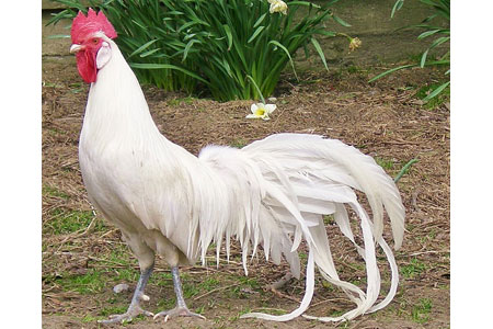 Longtail Chicken Breeds