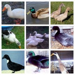 Ducks for Sale