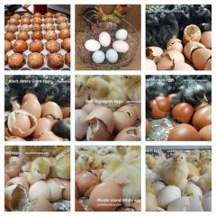 Hatching Eggs for Sale