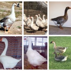 Geese for Sale