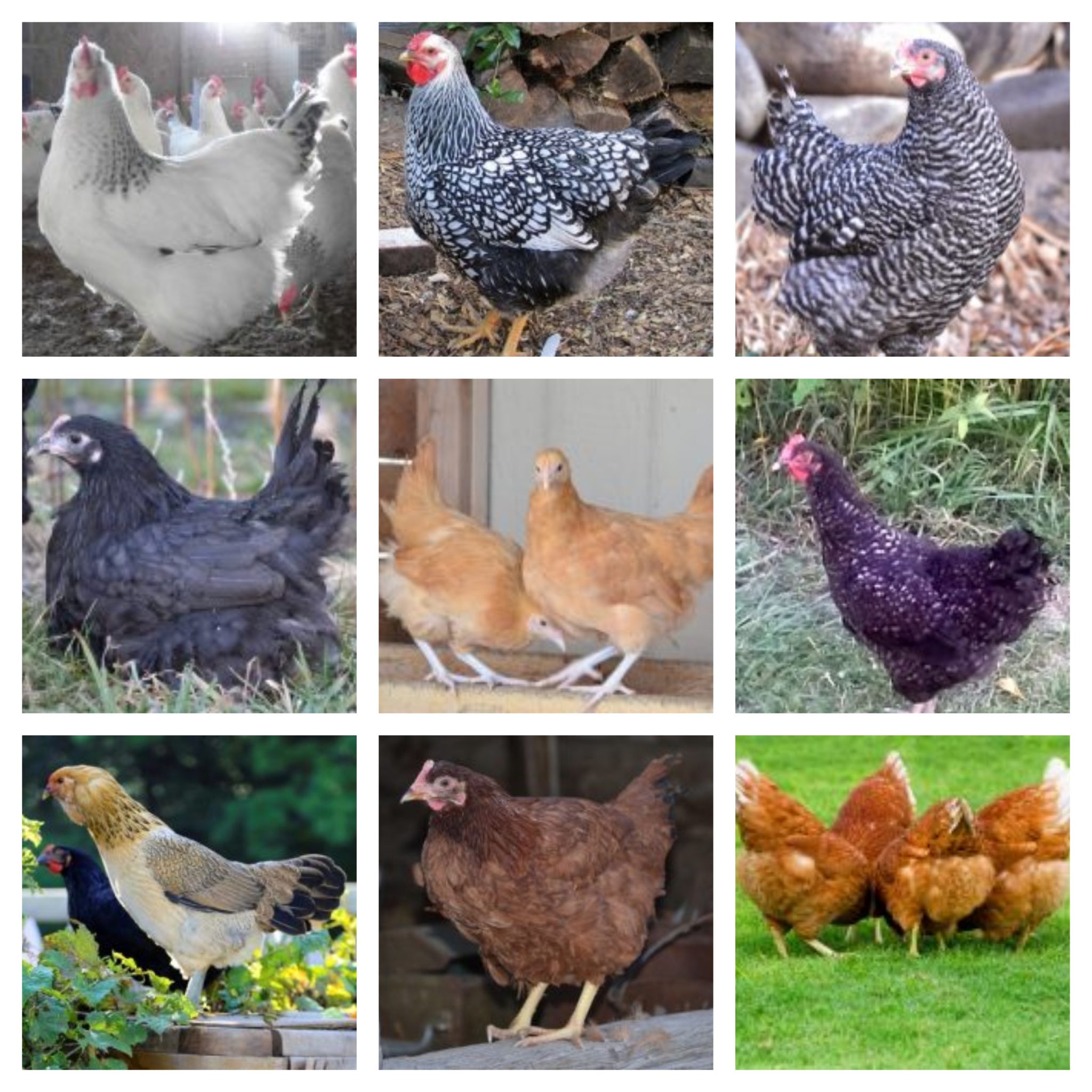 Hatching Eggs & Grown Adult Fowl for Sale Cackle Hatchery