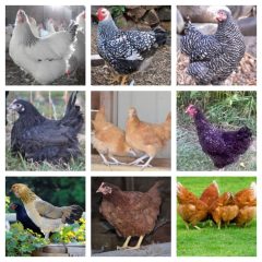 Grown Fowl for Sale