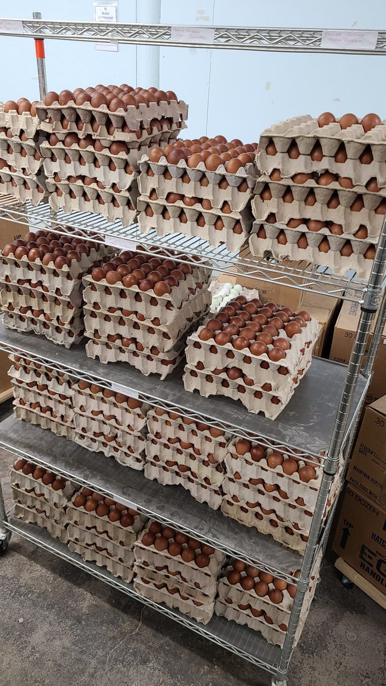 Chocolate Egger Chicken Hatching Eggs for Sale Cackle Hatchery®