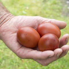 Chocolate Egger®Hatching Eggs