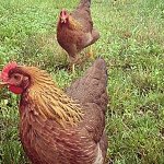 Foraging Chicken Breeds