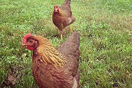 Foraging Chicken Breeds