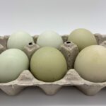 Green® Hatching Eggs