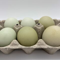 Green Egger™ Fertile Hatching Eggs