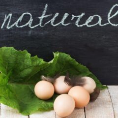 Organic Egger™ Fertile Hatching Eggs