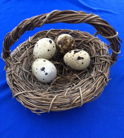 Pharaoh Coturnix Quail Eggs and Packaging