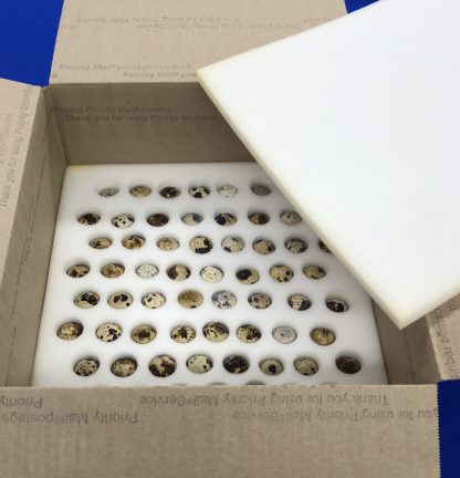 Pharaoh Coturnix Quail Eggs and Packaging