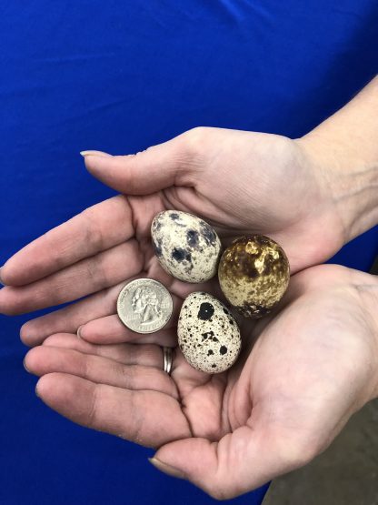 Pharaoh Coturnix Quail Eggs and Packaging