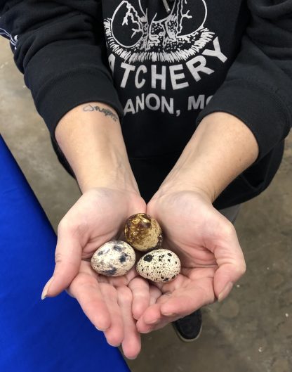 Pharaoh Coturnix Quail Eggs and Packaging