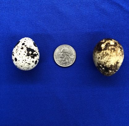 Pharaoh Coturnix Quail Eggs and Packaging