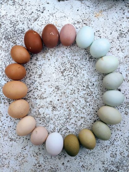 Rainbow Egger®Hatching Eggs