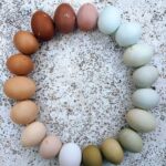 Rainbow Egger™ Fertile Hatching Eggs