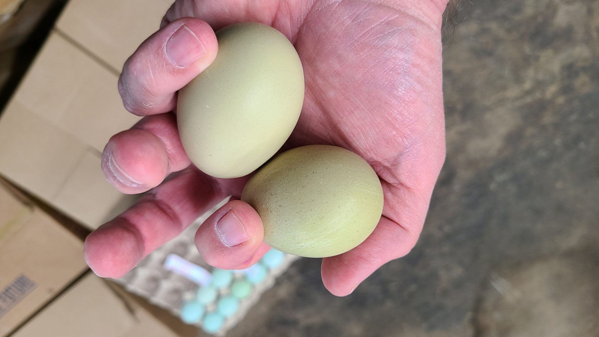 Green Egger Chicken Hatching Eggs for Sale Cackle Hatchery®