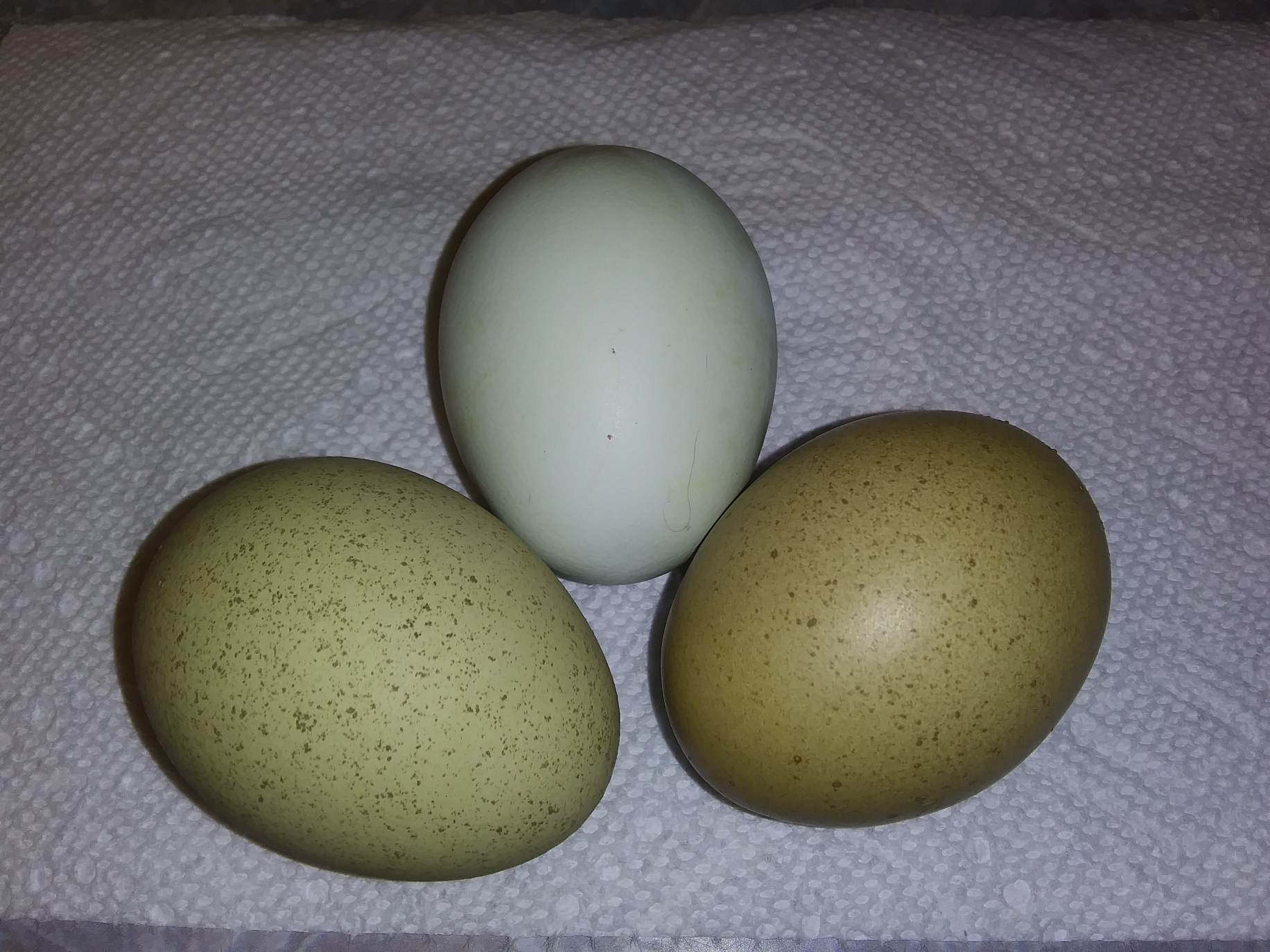 14 Fertile Easter/Olive Egger Chicken Eggs 