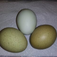 Speckled Olive Egger™ Fertile Hatching Eggs