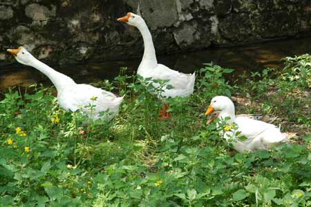 Ducks and Geese