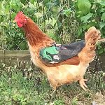 Hen Mating Saddle