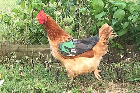 Hen Mating Saddle