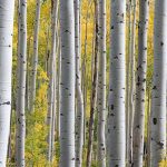 White Birch Trees