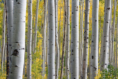 White Birch Trees