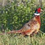 Ringneck Pheasant