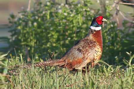 Ringneck Pheasant