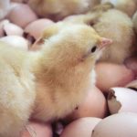 Baby Chicks Hatching
