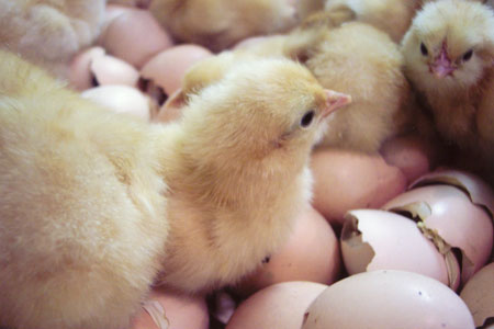 Baby Chicks Hatching