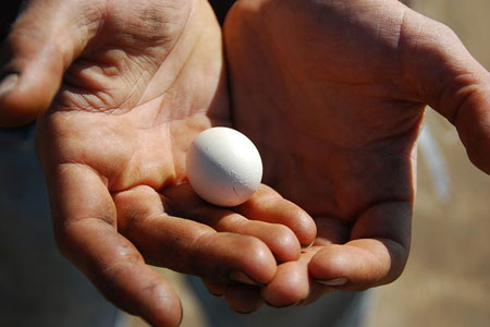 Pullet Egg