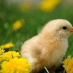 Baby Chick