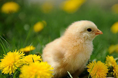 Baby Chick