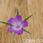 Corn Cockle Weed