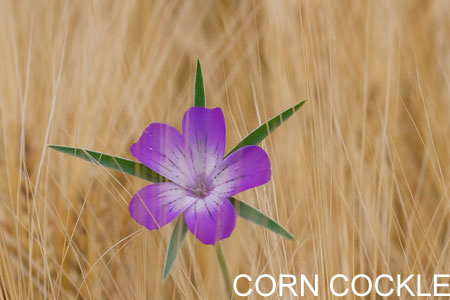 Corn Cockle Weed