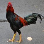 Rooster laying an Egg