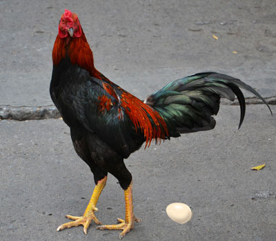 Rooster laying an Egg