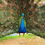 India Blue Peacock