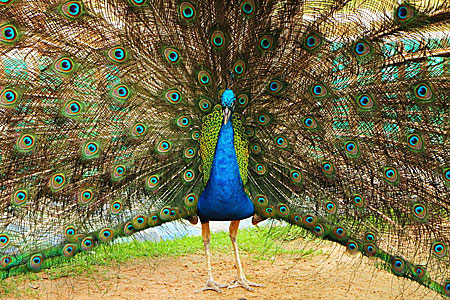 India Blue Peacock
